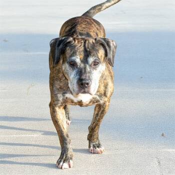 Rescue Pit Bull Terrier and Mixed Breed Dogs for Adoption in St. Louis, Missouri - IRENE | PetCurious