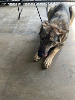 LILLY -  Mixed Breed Dog for Adoption in Dallas, Texas - LILLY | PetCurious