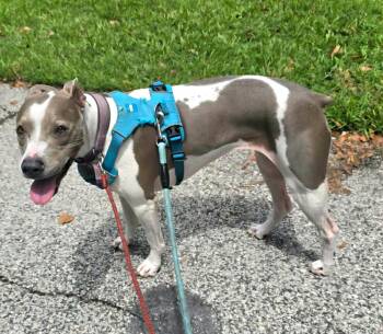Phoebe fka Pippy -  Mixed Breed Dog for Adoption in St. Augustine, Florida - Phoebe Fka Pippy | PetCurious