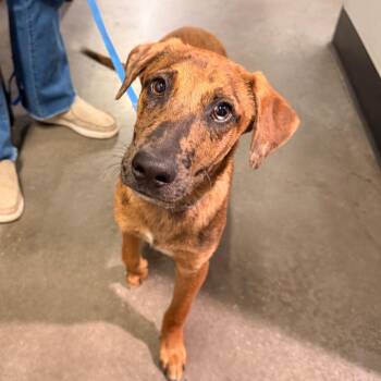 Blue -  German Shepherd Dog and Mixed Breed Dog for Adoption in Tampa, Florida - Blue | PetCurious