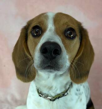 Beagle and Terrier Dogs Available for Adoption - Halo | PetCurious