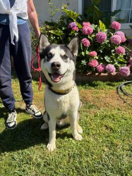 Husky Dogs Available for Adoption in Santa Monica, California - Cooper | PetCurious