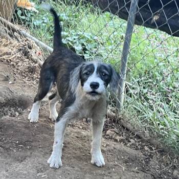 Squeak -  Terrier and Mixed Breed Dog for Adoption in Winston-salem, North Carolina - Squeak | PetCurious