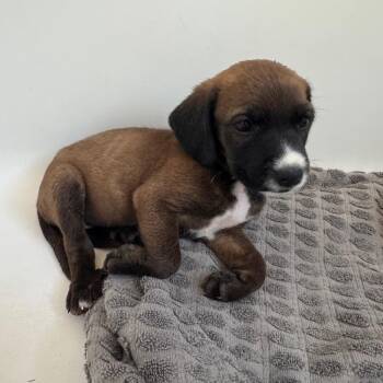 Piper -  Mixed Breed Dog for Adoption in Tonopah, Arizona - Piper | PetCurious