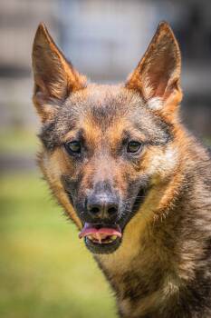 German Shepherd Dog Dogs Available for Adoption in Clayton, New Jersey - Wile E Coyote | PetCurious