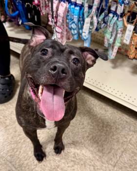 Rescue Pit Bull Terrier Dogs for Adoption in Charlotte, Michigan - Diamond | PetCurious