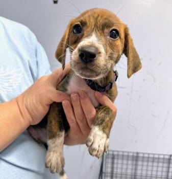 Sheila -  Hound Dog for Adoption in Gilberts, Illinois - Sheila | PetCurious