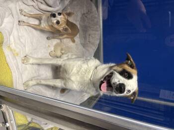 Rescue Chihuahua Dogs for Adoption in Phoenix, Arizona - Elmo & Abby | PetCurious