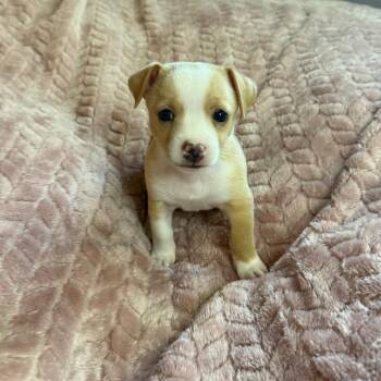 Scotch Tape -  Chihuahua and Basenji Dog for Adoption in St. Augustine, Florida - Scotch Tape | PetCurious