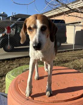 Luci -  Foxhound Dog for Adoption in Sioux City, Iowa - Luci | PetCurious