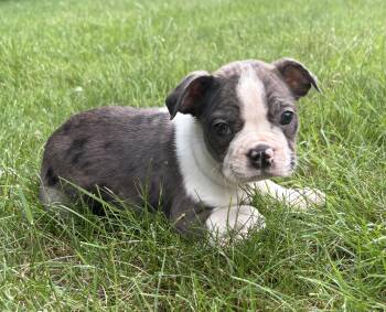 Cooper -  Boston Terrier Dog for Adoption in New Baltimore, Michigan - Cooper | PetCurious