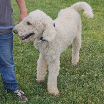 Sam -  Poodle Dog for Adoption in Idaho Falls, Idaho - Sam | PetCurious