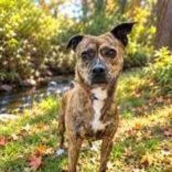 Camo -  Mixed Breed Dog for Adoption in New York, New York - Camo | PetCurious