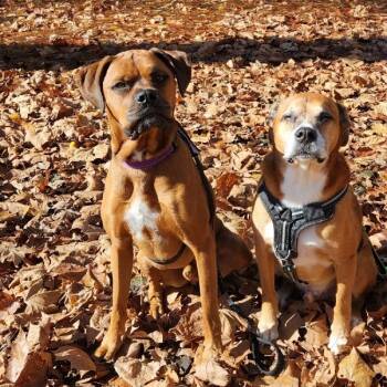 Rescue Boxer and Labrador Retriever Dogs for Adoption in Lancaster, Ohio - Jack | PetCurious