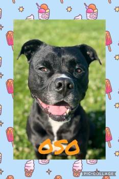 Rescue Pit Bull Terrier Dogs for Adoption in Dixon, Illinois - OSO | PetCurious