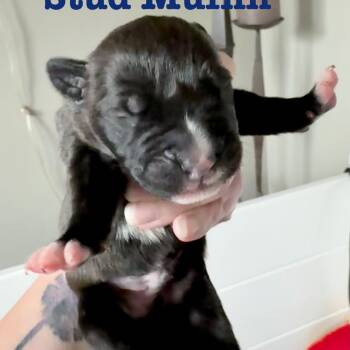Stud Muffin -  Pit Bull Terrier and Mixed Breed Dog for Adoption in Olathe, Kansas - Stud Muffin | PetCurious
