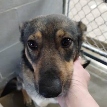 Rescue German Shepherd Dog and Australian Cattle Dog Blue Heeler Dogs for Adoption in Carrollton, Ohio - 25-120 Available 10-15-25 | PetCurious