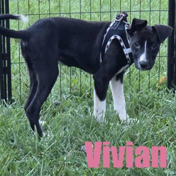 Vivian -  Retriever and Mixed Breed Dog for Adoption in Ellicott City, Maryland - Vivian | PetCurious