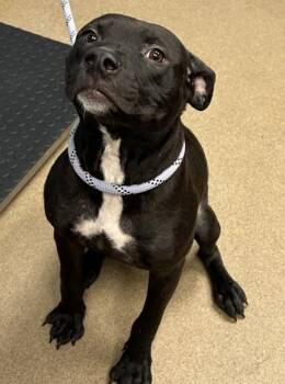 Hooper -  Mixed Breed Dog for Adoption in Chamblee, Georgia - Hooper | PetCurious