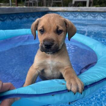 Jack -  German Shepherd Dog and Labrador Retriever Dog for Adoption in Minneapolis, Minnesota - Jack | PetCurious