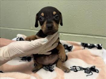 MARCELINE -  Doberman Pinscher and Mixed Breed Dog for Adoption in Tulsa, Oklahoma - MARCELINE | PetCurious