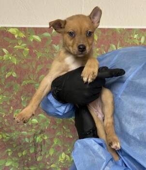 Lolita -  Shepherd and Mixed Breed Dog for Adoption in San Antonio, Texas - Lolita | PetCurious
