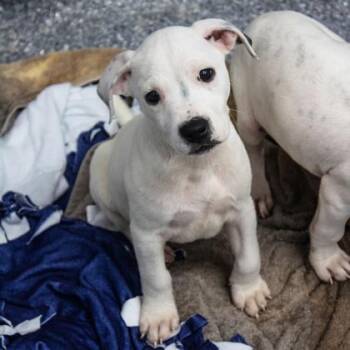 Red Pepper Sam -  English Bulldog and Mixed Breed Dog for Adoption in Atlanta, Georgia - Red Pepper Sam | PetCurious