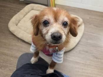 TWILIGHT -  Chihuahua Dog for Adoption in Martinez, California - TWILIGHT | PetCurious