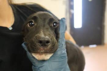 ALANI -  Mixed Breed Dog for Adoption in Columbia, South Carolina - ALANI | PetCurious