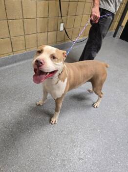 Pit Bull Terrier Dogs Available for Adoption in Greenfield, Indiana - Bullet | PetCurious
