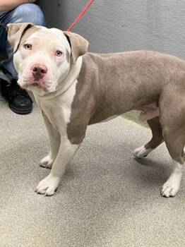 Pit Bull Terrier Dogs Available for Adoption - MR.STEAL YO GIRL | PetCurious