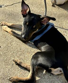 Jasper -  Manchester Terrier and Toy Fox Terrier Dog for Adoption in Okolona, Mississippi - Jasper | PetCurious