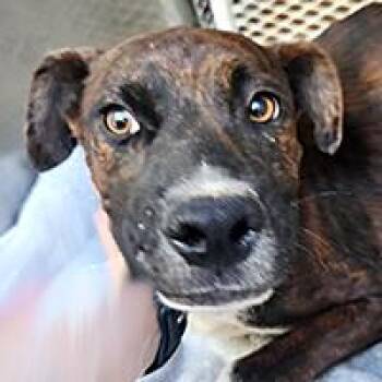 Burger King - URGENT -  Shepherd Dog for Adoption in Thousand Oaks, California - Burger King - URGENT | PetCurious