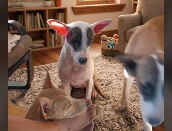 Molly -  Bull Terrier and Mixed Breed Dog for Adoption in Chula Vista, California - Molly | PetCurious