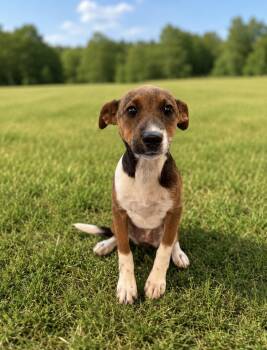 Canela -  Jack Russell Terrier Dog for Adoption in Waldorf, Maryland - Canela | PetCurious