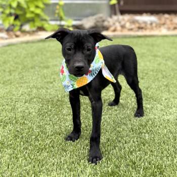Shadow -  Pit Bull Terrier and Chihuahua Dog for Adoption in Fairfield, Connecticut - Shadow | PetCurious