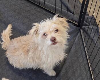 Lena -  Terrier Dog for Adoption in Oakdale, California - Lena | PetCurious
