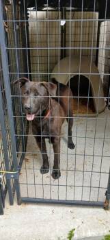 Labrador Retriever and Mixed Breed Dogs Available for Adoption in Crocker, Missouri - Remington | PetCurious
