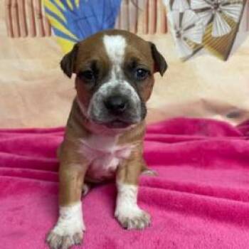 Cattle Dog and Mixed Breed Dogs Available for Adoption in Fort Collins, Colorado - Pebbles | PetCurious