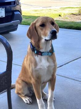 Hound and Labrador Retriever Dogs Available for Adoption in Manhasset, New York - Darla | PetCurious