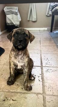 Moose -  Plott Hound Dog for Adoption in Las Vegas, Nevada - Moose | PetCurious
