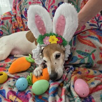 Jack -  Jack Russell Terrier Dog for Adoption in Briarcliff Manor, New York - Jack | PetCurious