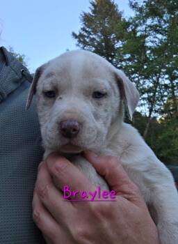 Pit Bull Terrier and Catahoula Leopard Dog Dogs Available for Adoption in Brookings, Oregon - Braylee | PetCurious