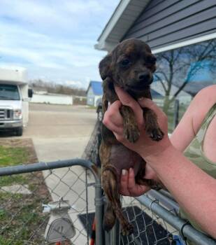 Josephine -  Chihuahua Dog for Adoption in Plymouth, Michigan - Josephine | PetCurious