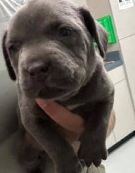Arrf -  Mixed Breed Dog for Adoption in Savannah, Georgia - Arrf | PetCurious
