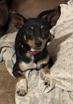Ursa -  Rat Terrier Dog for Adoption in Brookshire, Texas - Ursa | PetCurious