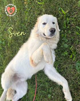 Sven -  Great Pyrenees Dog for Adoption in Joliet, Illinois - Sven | PetCurious