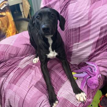 Shadow -  Labrador Retriever Dog for Adoption in Seneca, Pennsylvania - Shadow | PetCurious