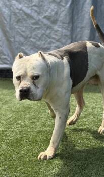 Mixed Breed Dogs Available for Adoption in Dallas, Texas - ELRIC | PetCurious