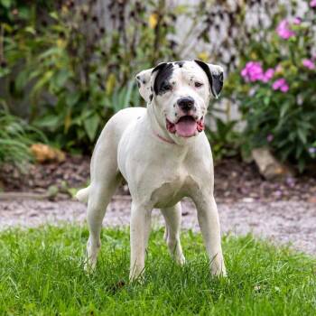 Boogs -  American Bulldog and Mixed Breed Dog for Adoption in Council Bluffs, Iowa - Boogs | PetCurious